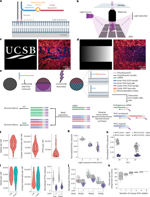 Photolabile oligonucleotides with topological light gradients enable spatially resolved single-cell transcriptomics and epigenomics